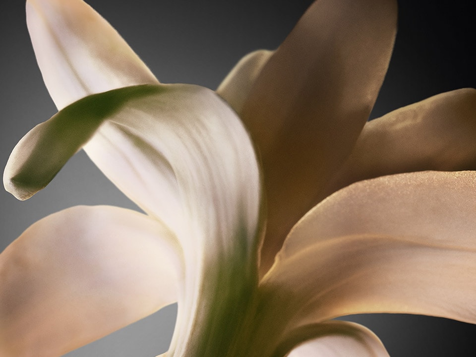 Jasmine ingredient