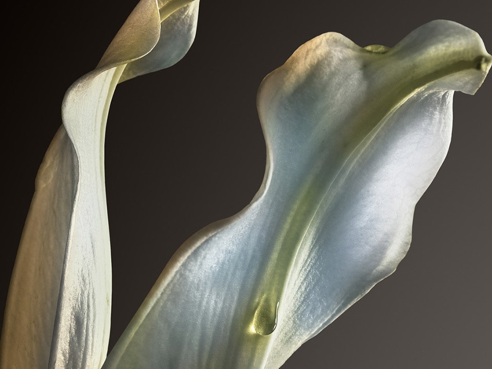 Iris ingredient FAME Couture
