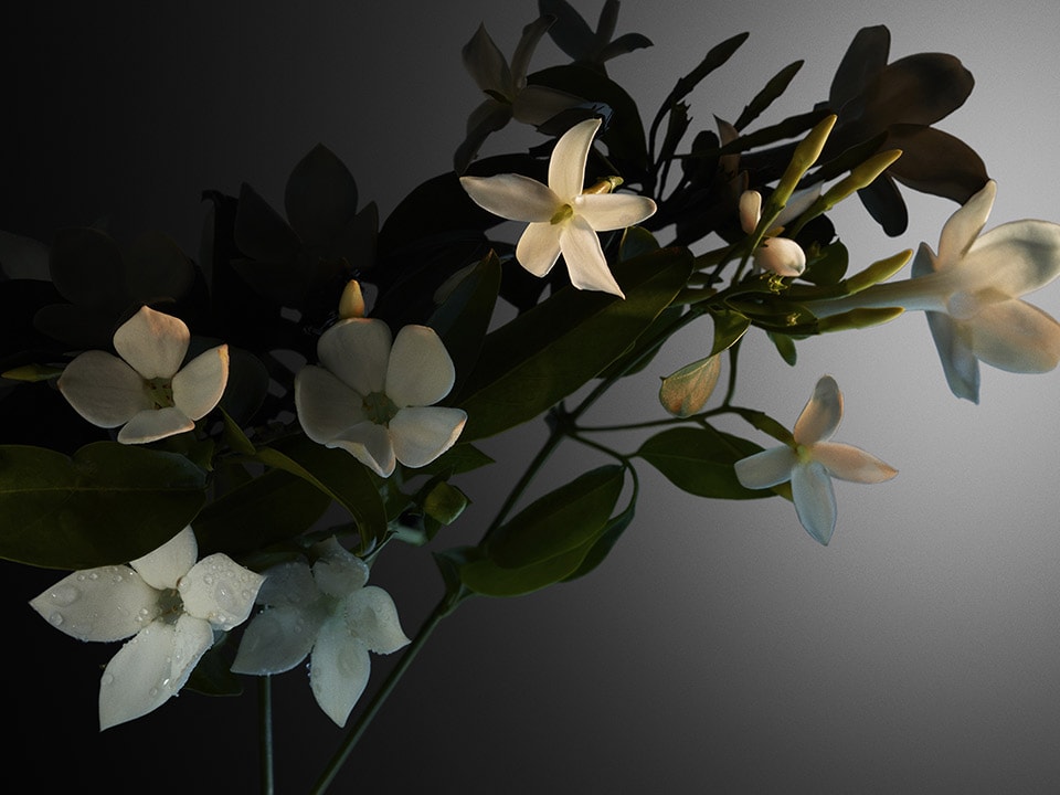 Jasmine ingredient