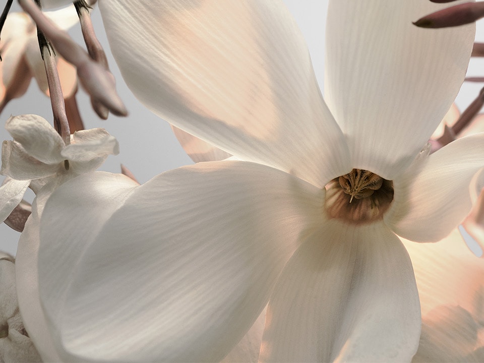 Jasmine ingredient