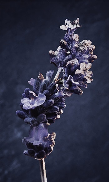 INVICTUS PARFUM ingredient new fragrance