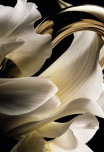 Notas de Corpo